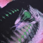 T-shirt - 图片 4